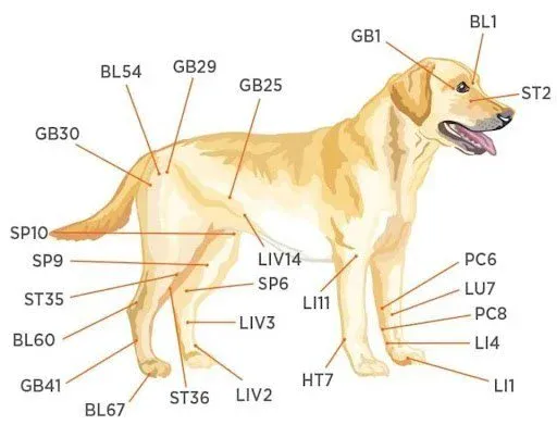 Diagram of Effective Dog Acupuncture Points
