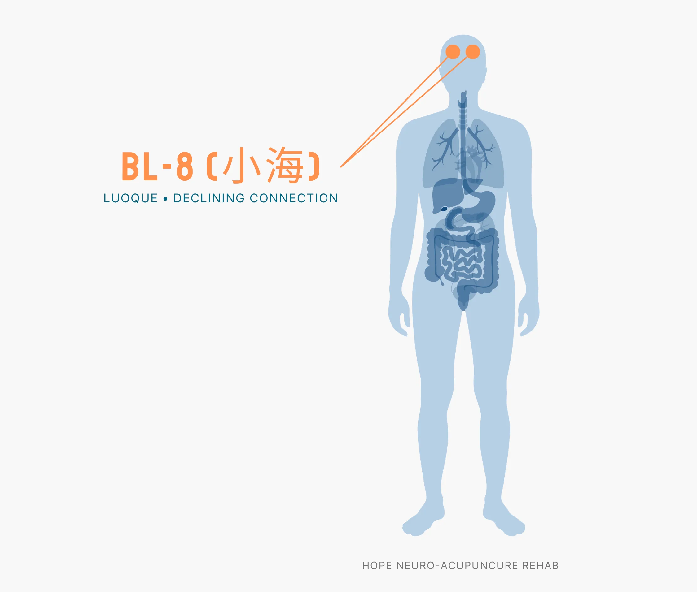 Diagram Showing Where the BL-8 Acupuncture Point (also known as Luoque or Declining Connection) is within the Bladder Meridians