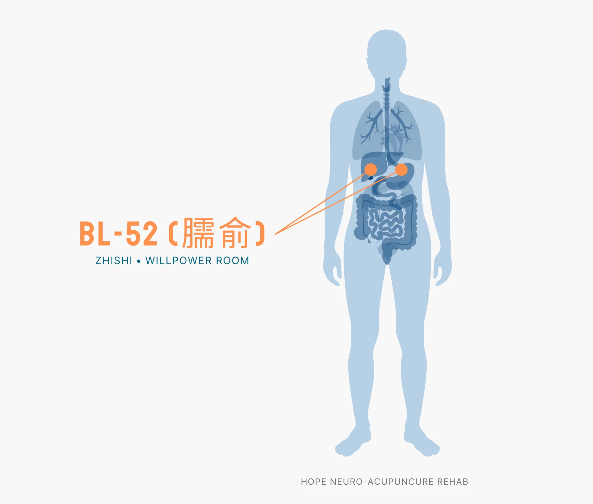 Diagram Showing Where the BL-52 Acupuncture Point (also known as Zhishi or Willpower Room) is within the Bladder Meridians