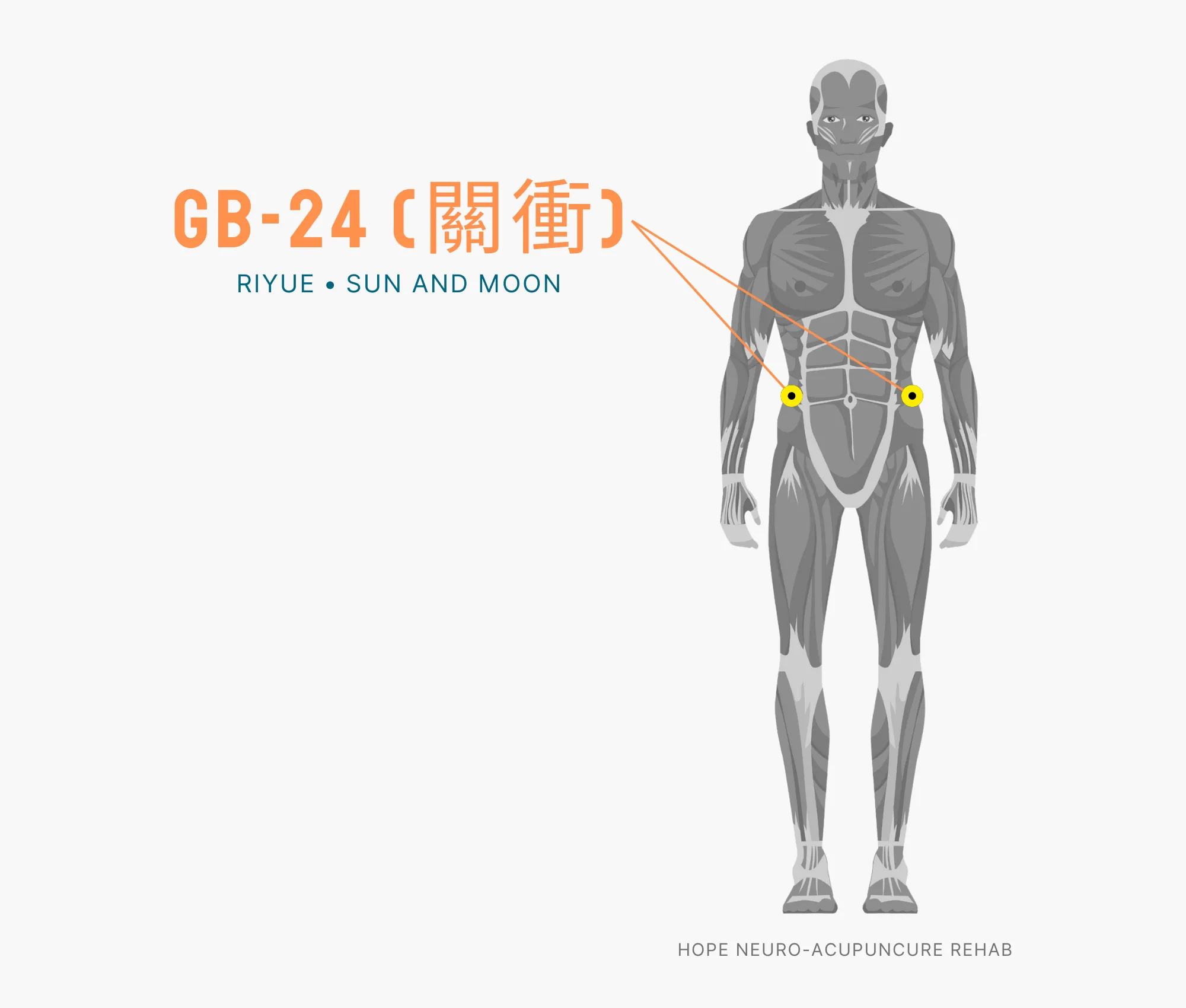 Diagram Showing Where the GB-24 Acupuncture Point (also known as Riyue or Sun and Moon) is within the Gallbladder Meridian