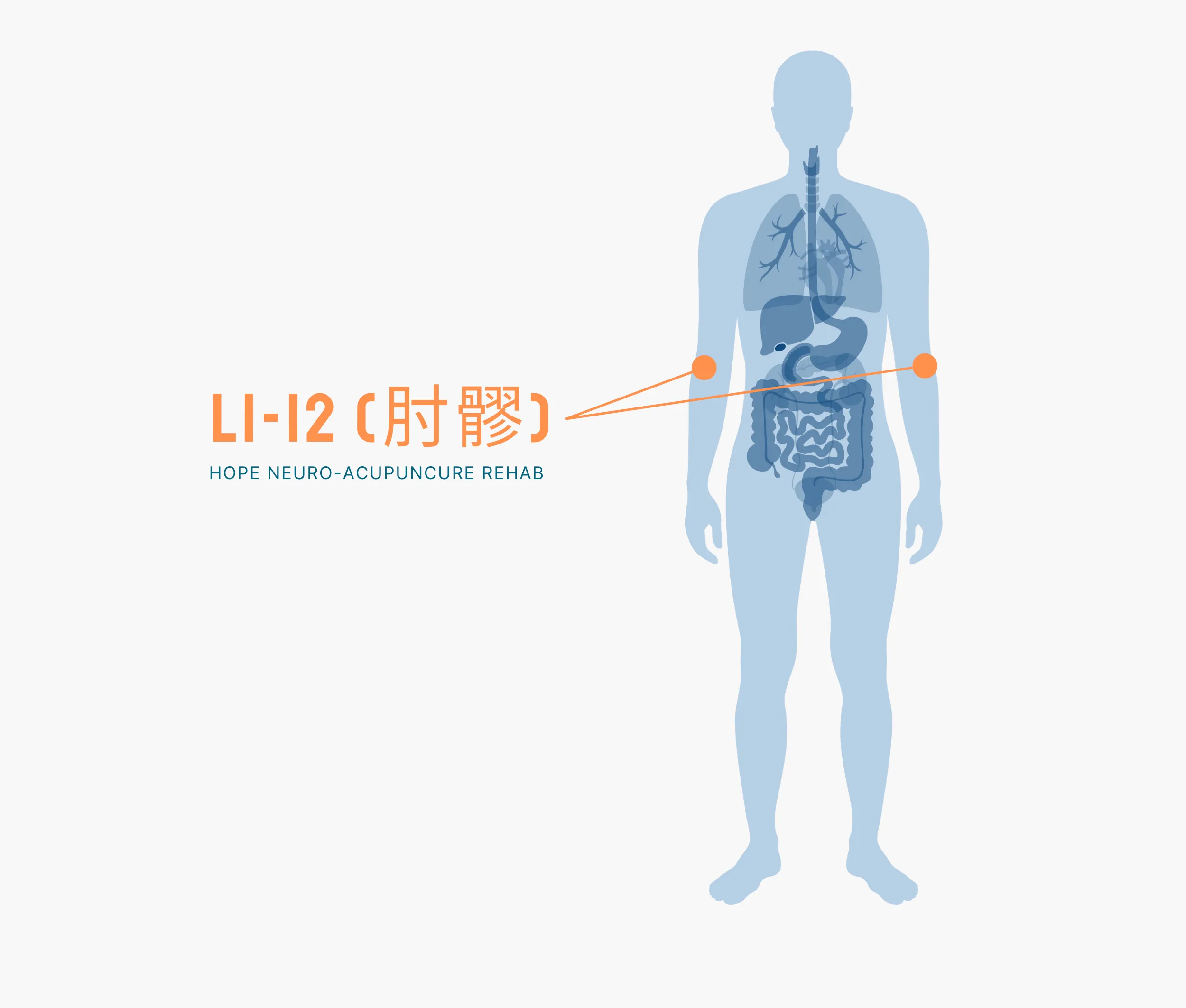 Diagram Showing Where the Li 12 Acupuncture Point is within the Large Intestine Meridians