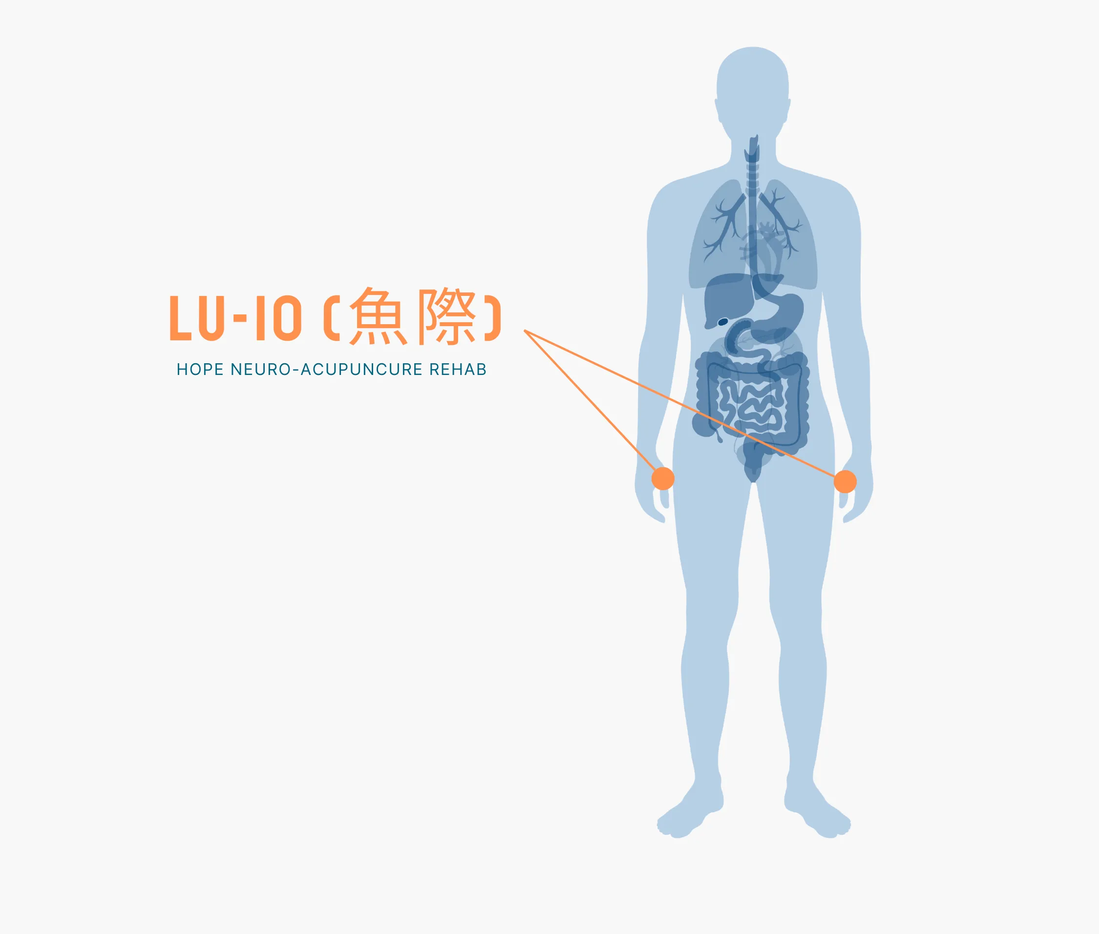 Diagram Showing Where the Lu 10 Acupuncture Point is within the Lung Meridians