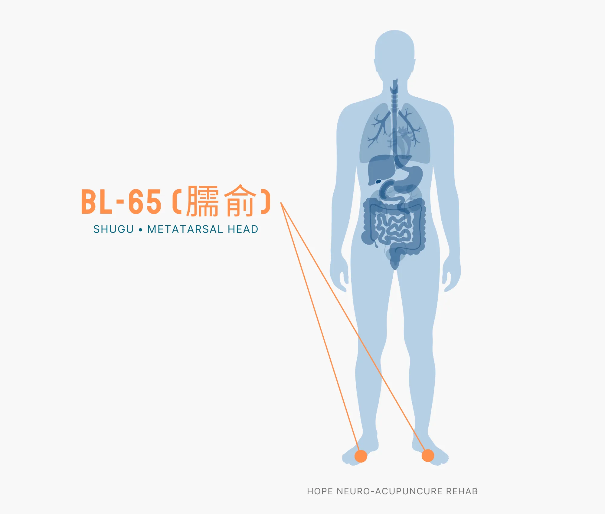 Diagram Showing Where the BL-65 Acupuncture Point (also known as Shugu or Metatarsal Head) is within the Bladder Meridians