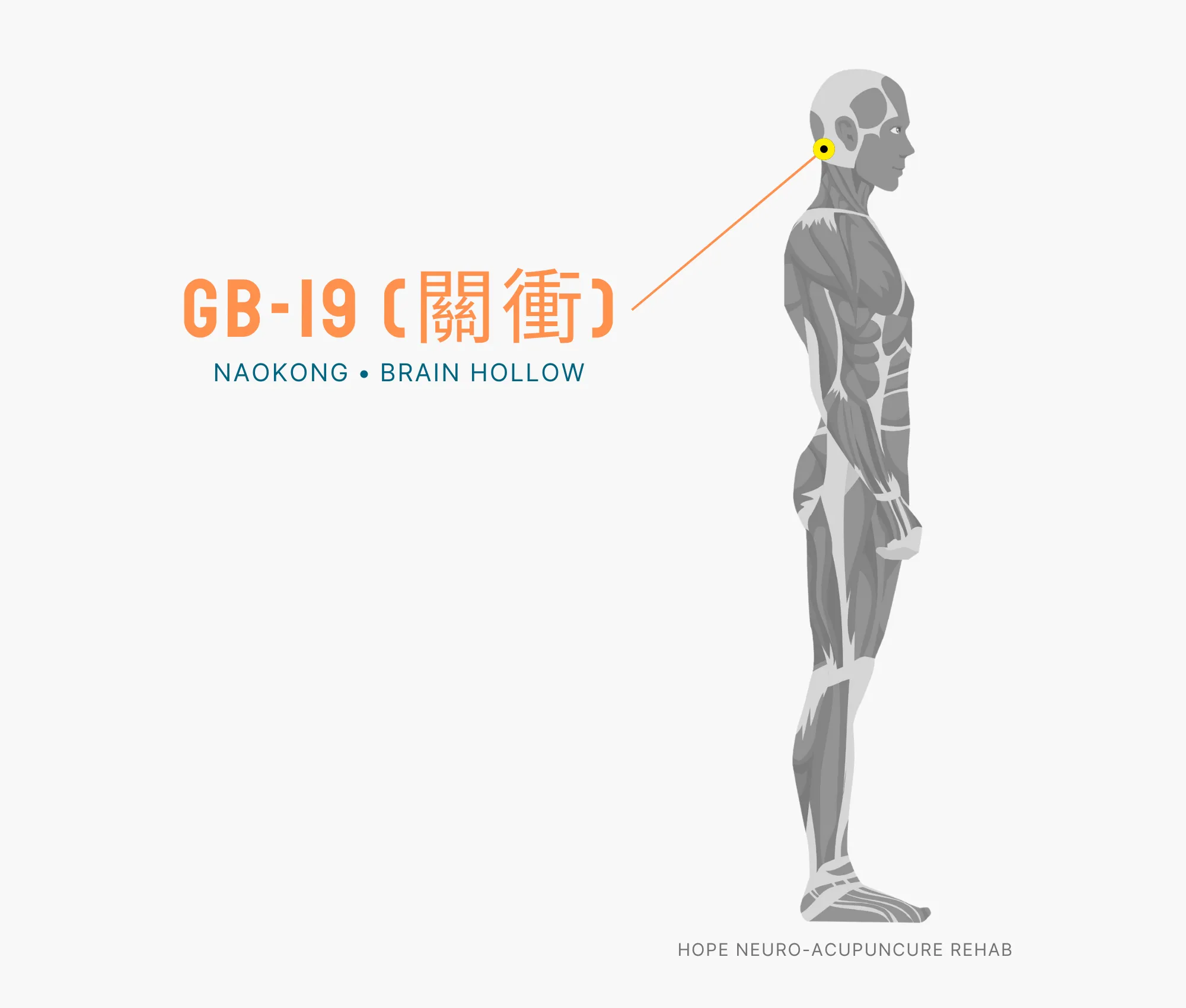 Diagram Showing Where the GB-19 Acupuncture Point (also known as Naokong or Brain Hollow) is within the Gallbladder Meridian