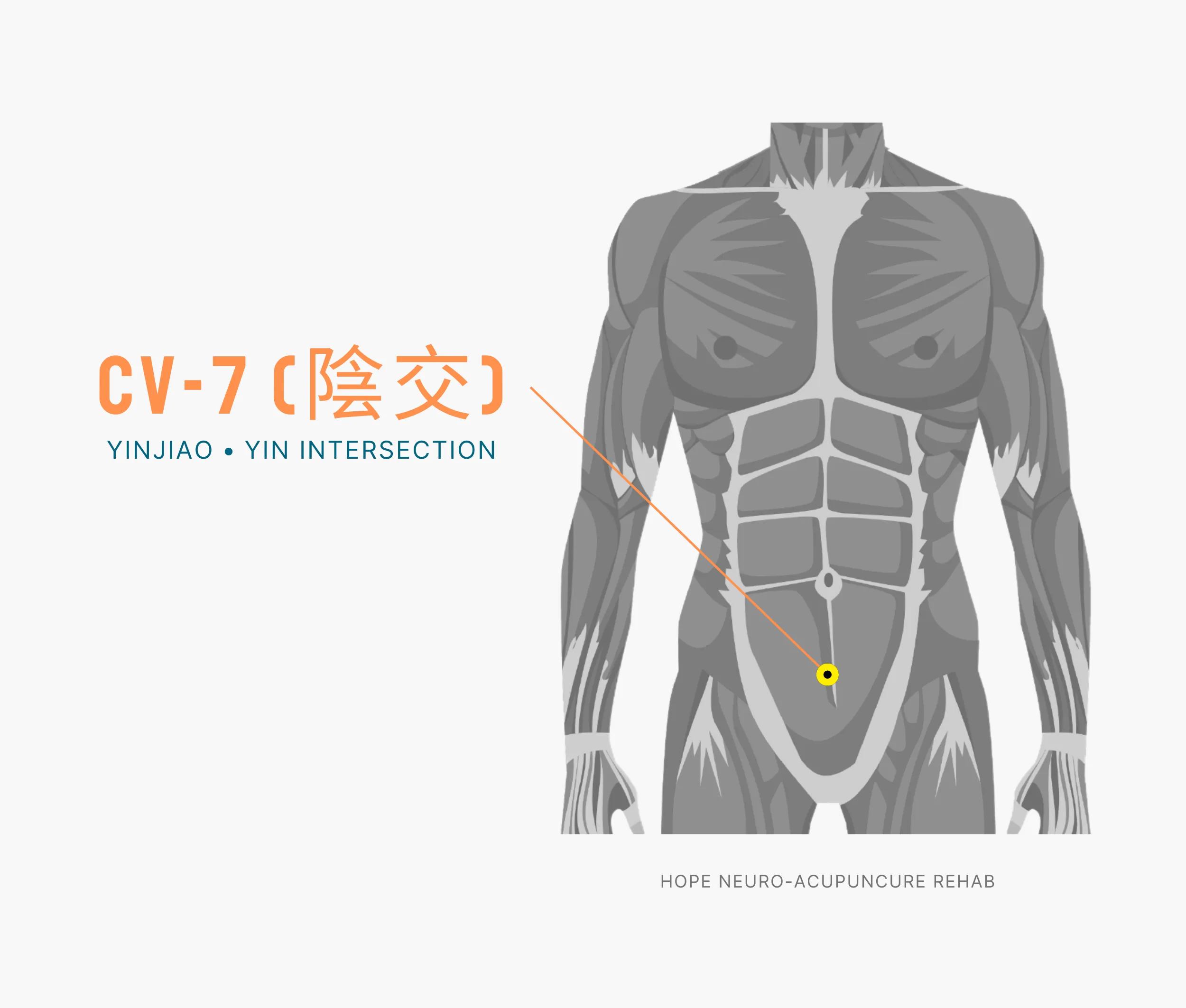 Diagram Showing Where the An Acupuncture Point is within the Conception Vessel Meridian