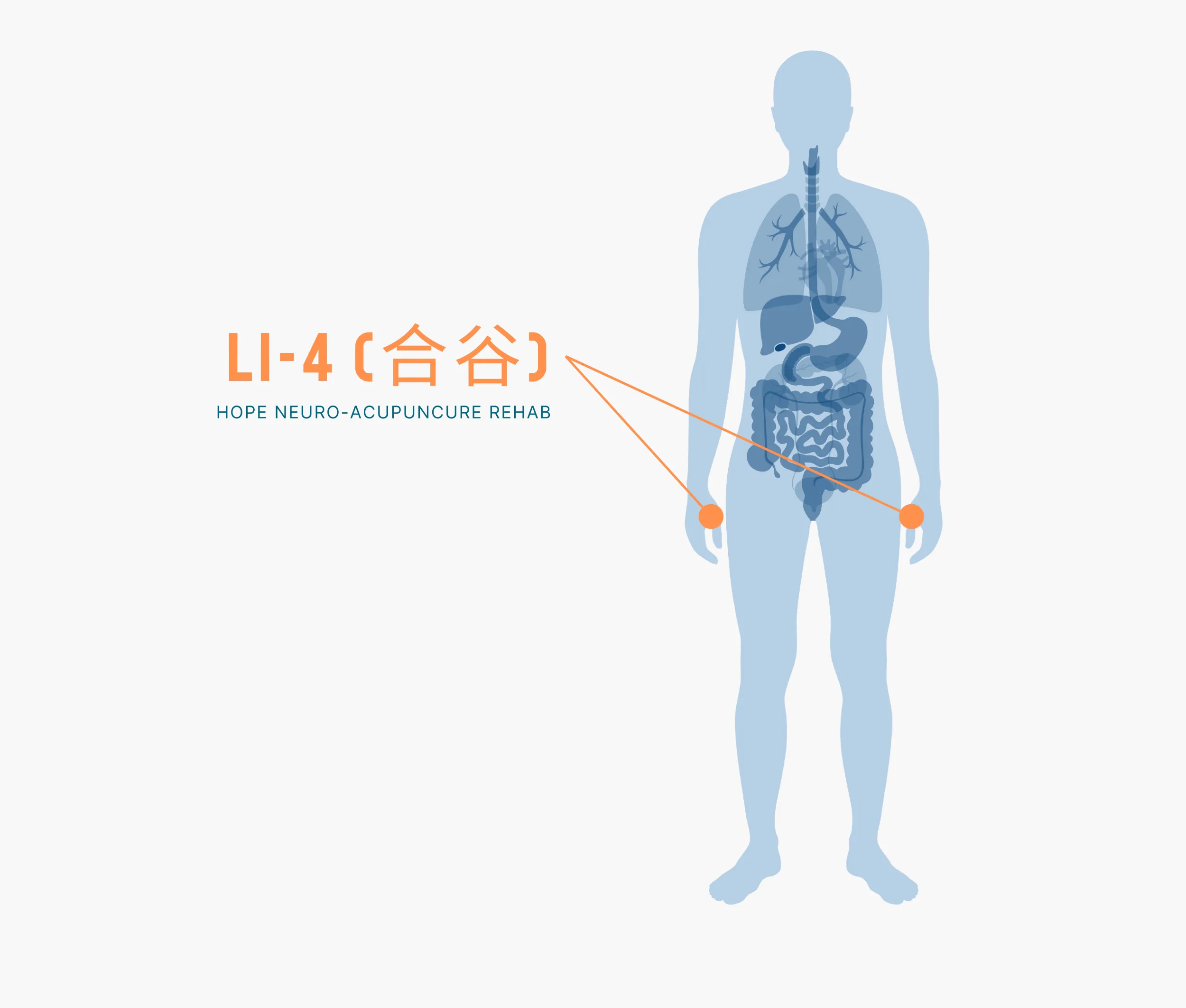 Diagram Showing Where the Li 4 Acupuncture Point is within the Large Intestine Meridians
