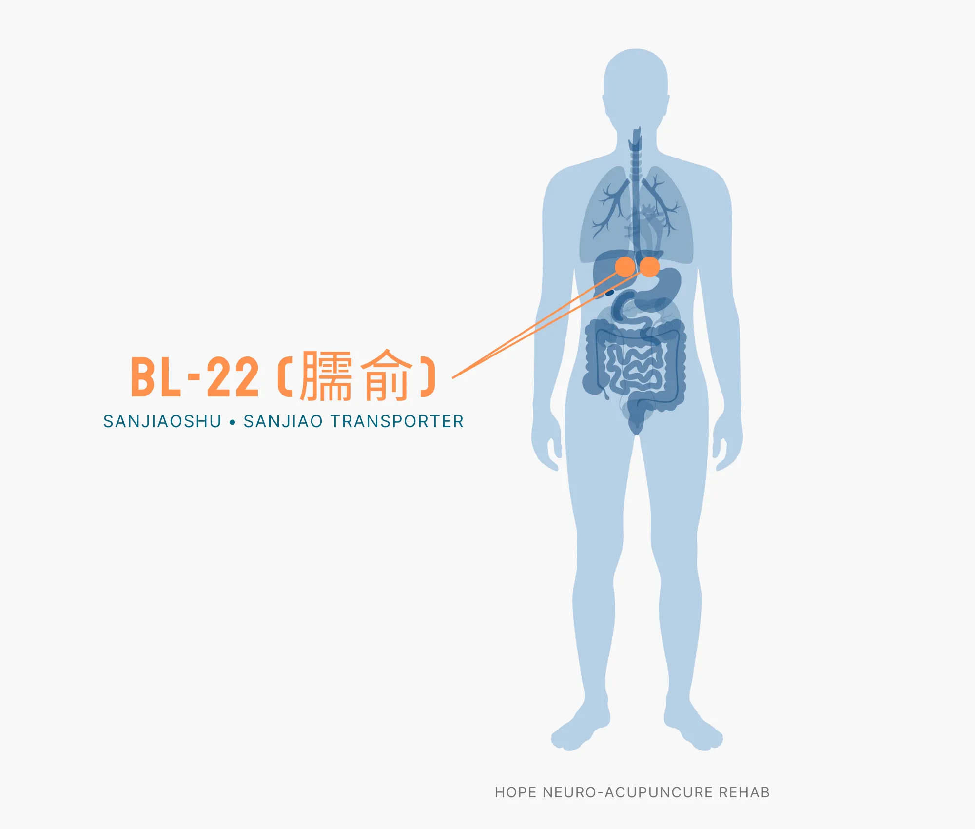 Diagram Showing Where the BL-22 Acupuncture Point (also known as Sanjiaoshu or Sanjiao Transporter) is within the Bladder Meridians