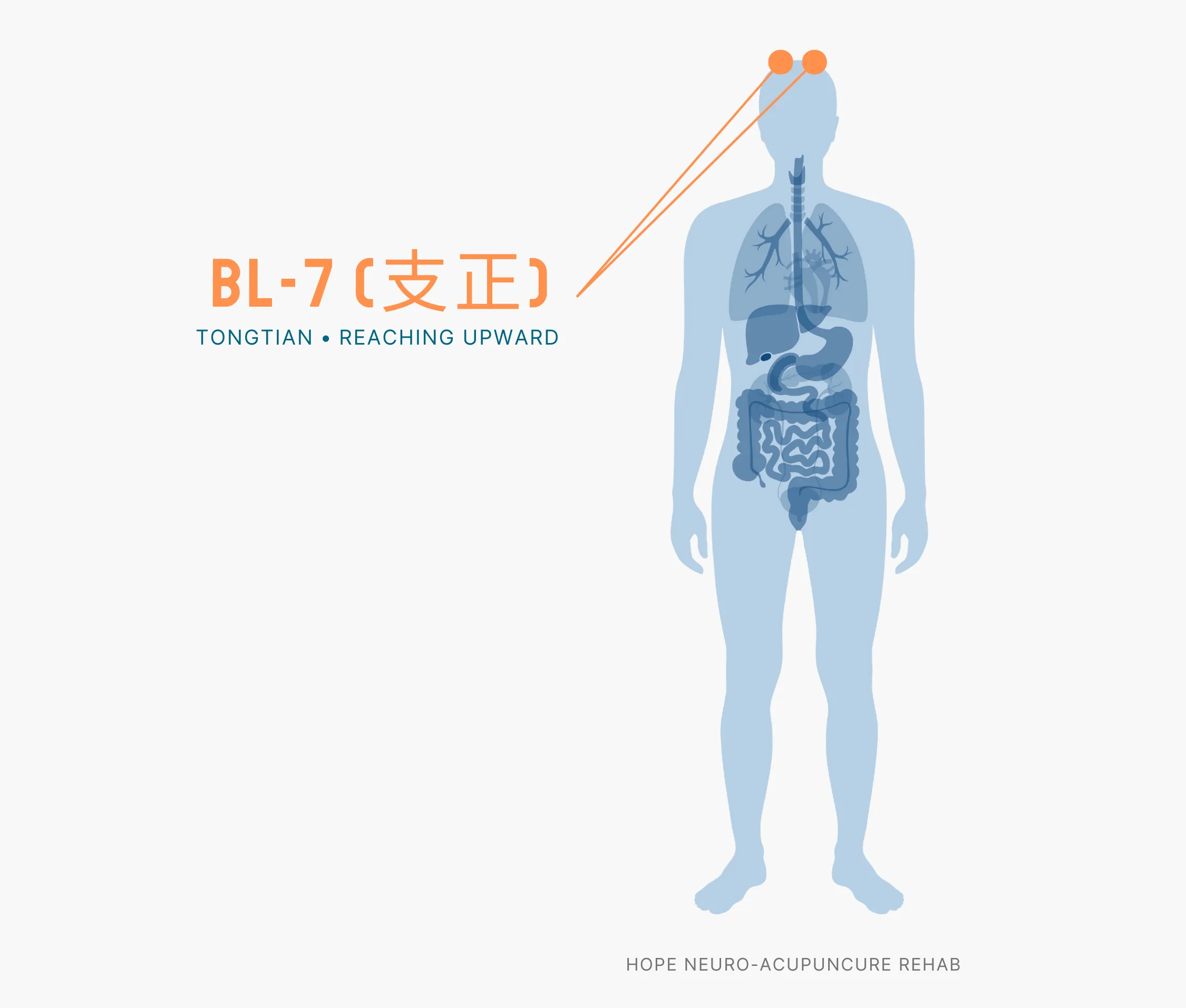 Diagram Showing Where the BL-7 Acupuncture Point (also known as Tongtian or Reaching Upward) is within the Bladder Meridians