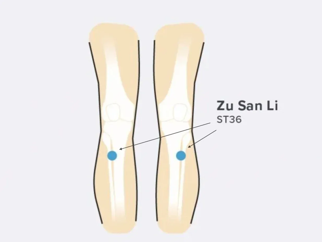 diagram of where the ST36 point is located