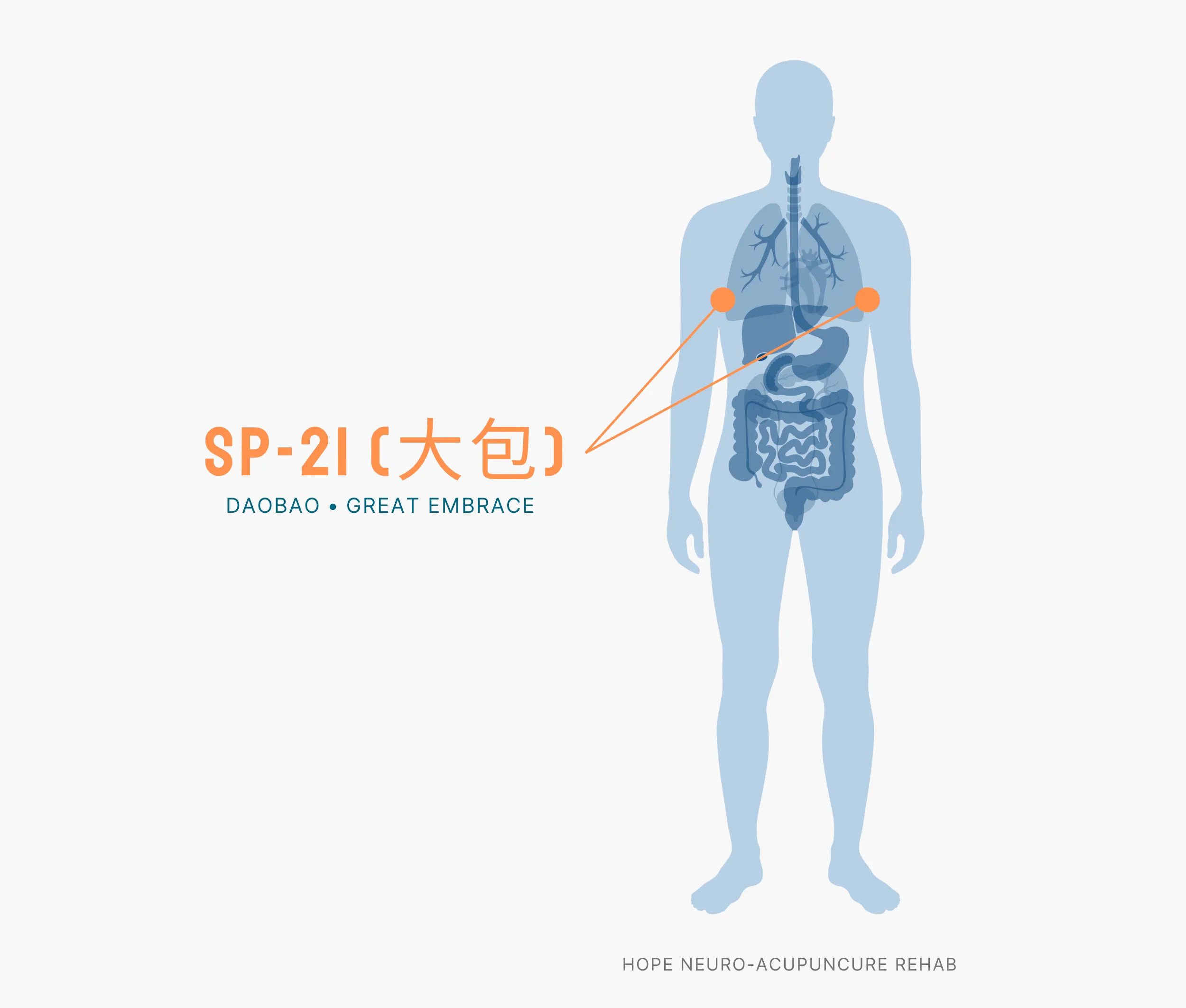 Diagram Showing Where the SP-21 Acupuncture Point (also known as Daobao or Great Embrace) is within the Spleen Meridians