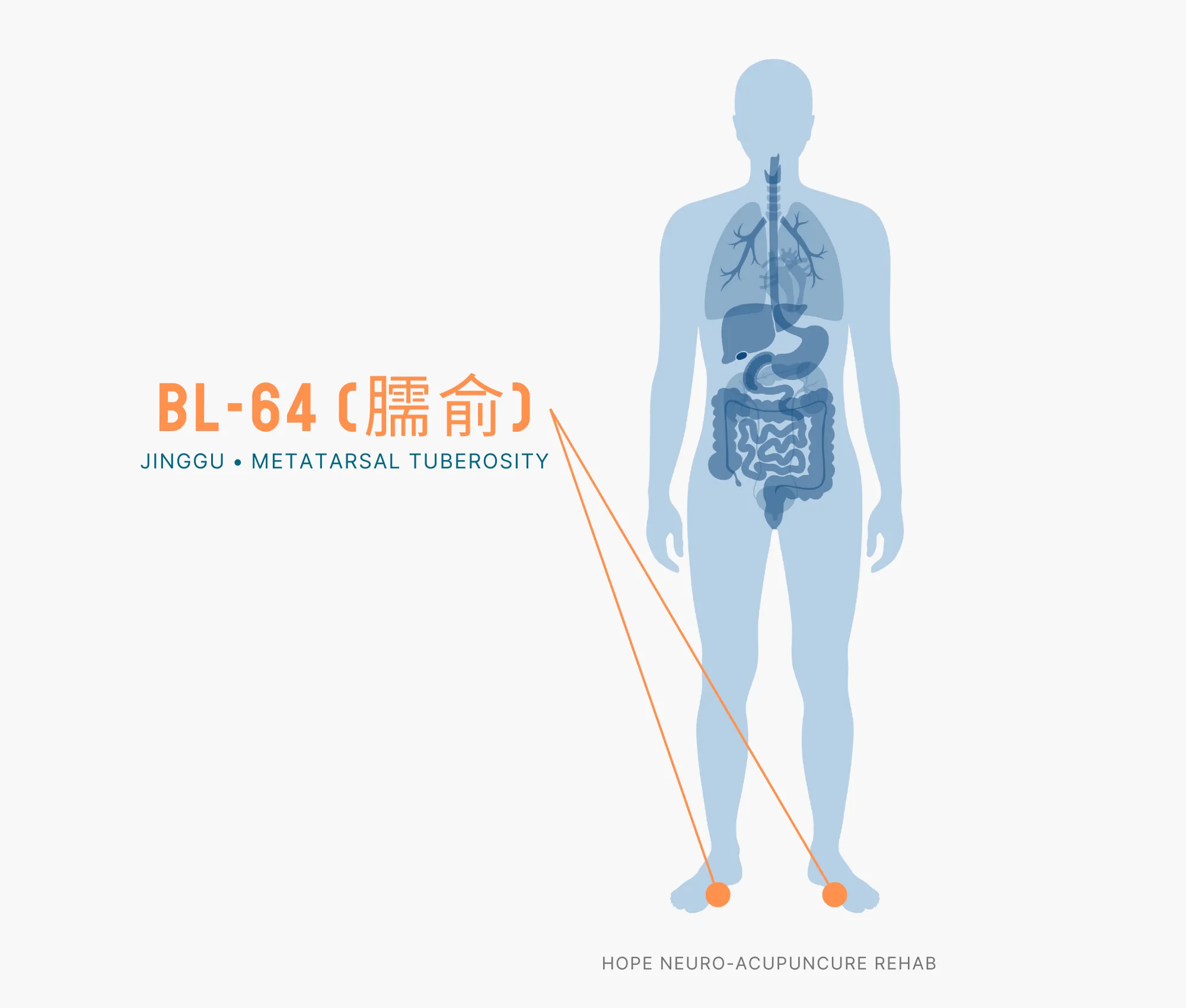 Diagram Showing Where the BL-64 Acupuncture Point (also known as Jinggu) is within the Bladder Meridians