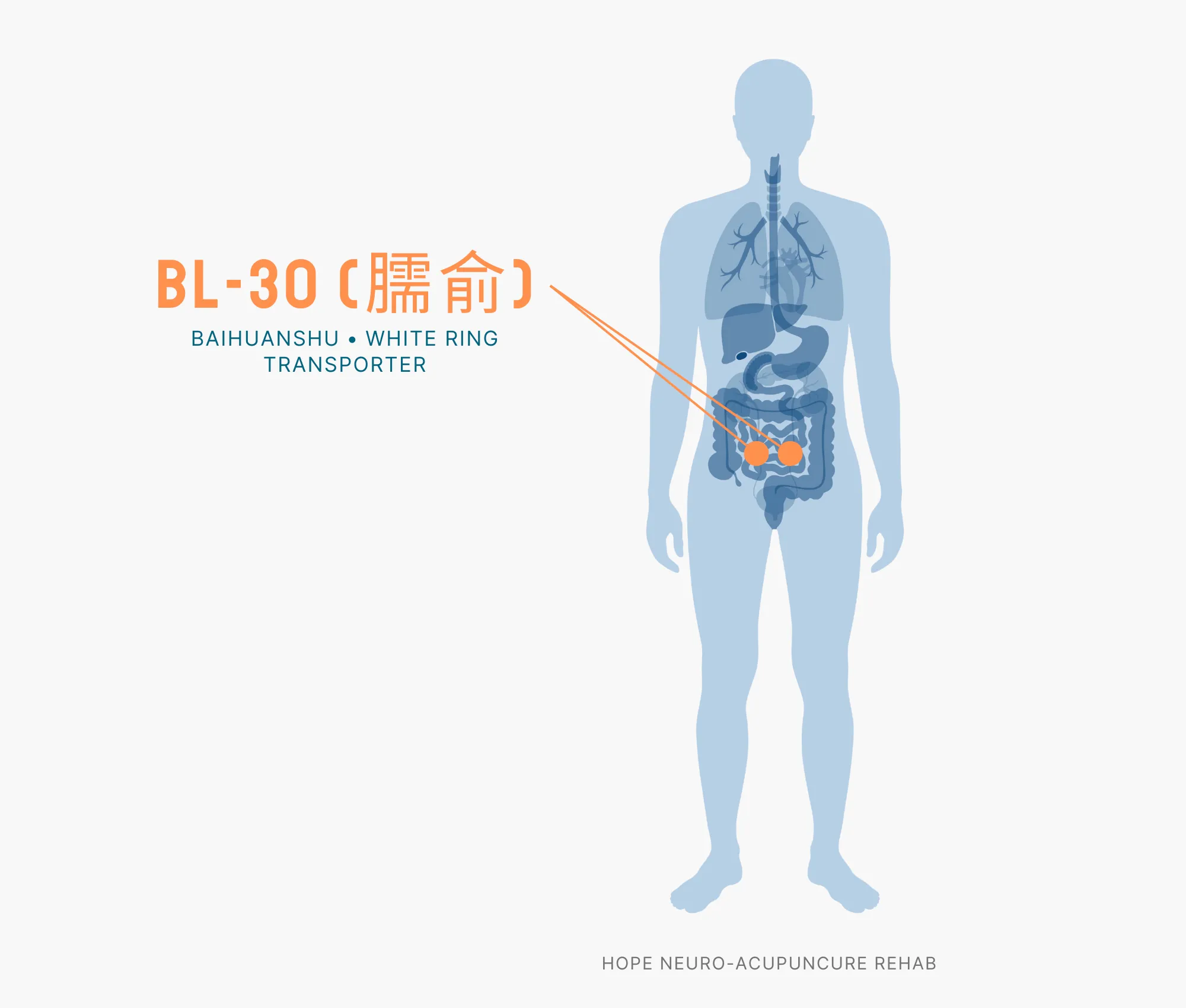 Diagram Showing Where the BL-30 Acupuncture Point (also known as Baihuanshu or White Ring Transporter) is within the Bladder Meridians