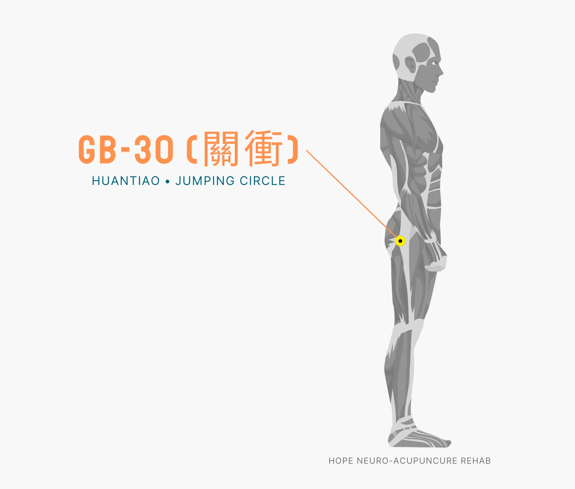 Diagram Showing Where the GB-30 Acupuncture Point (also known as Huantiao or Jumping Circle) is within the Gallbladder Meridian
