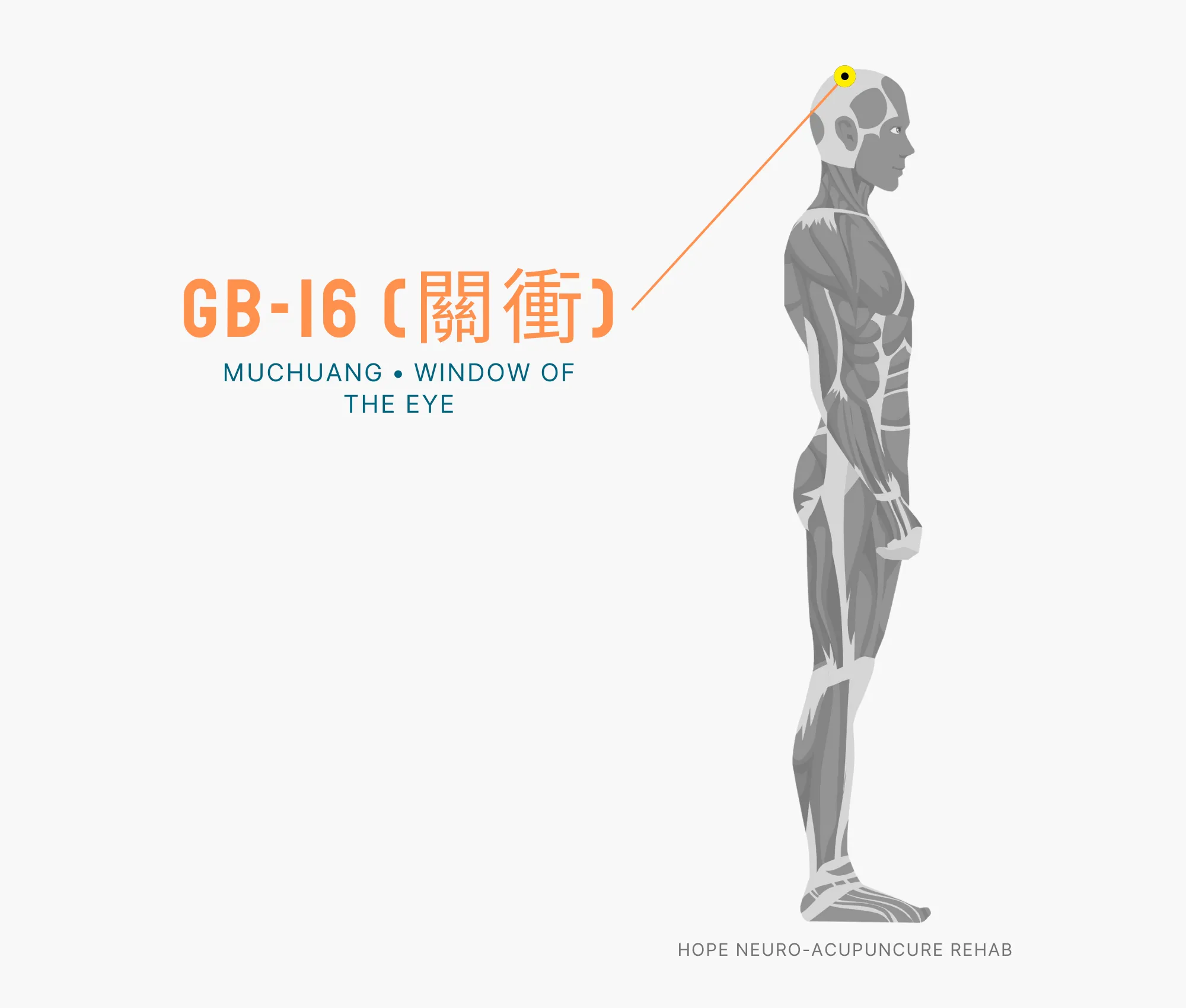 Diagram Showing Where the GB-16 Acupuncture Point (also known as Muchuang or Window of the Eye) is within the Gallbladder Meridian