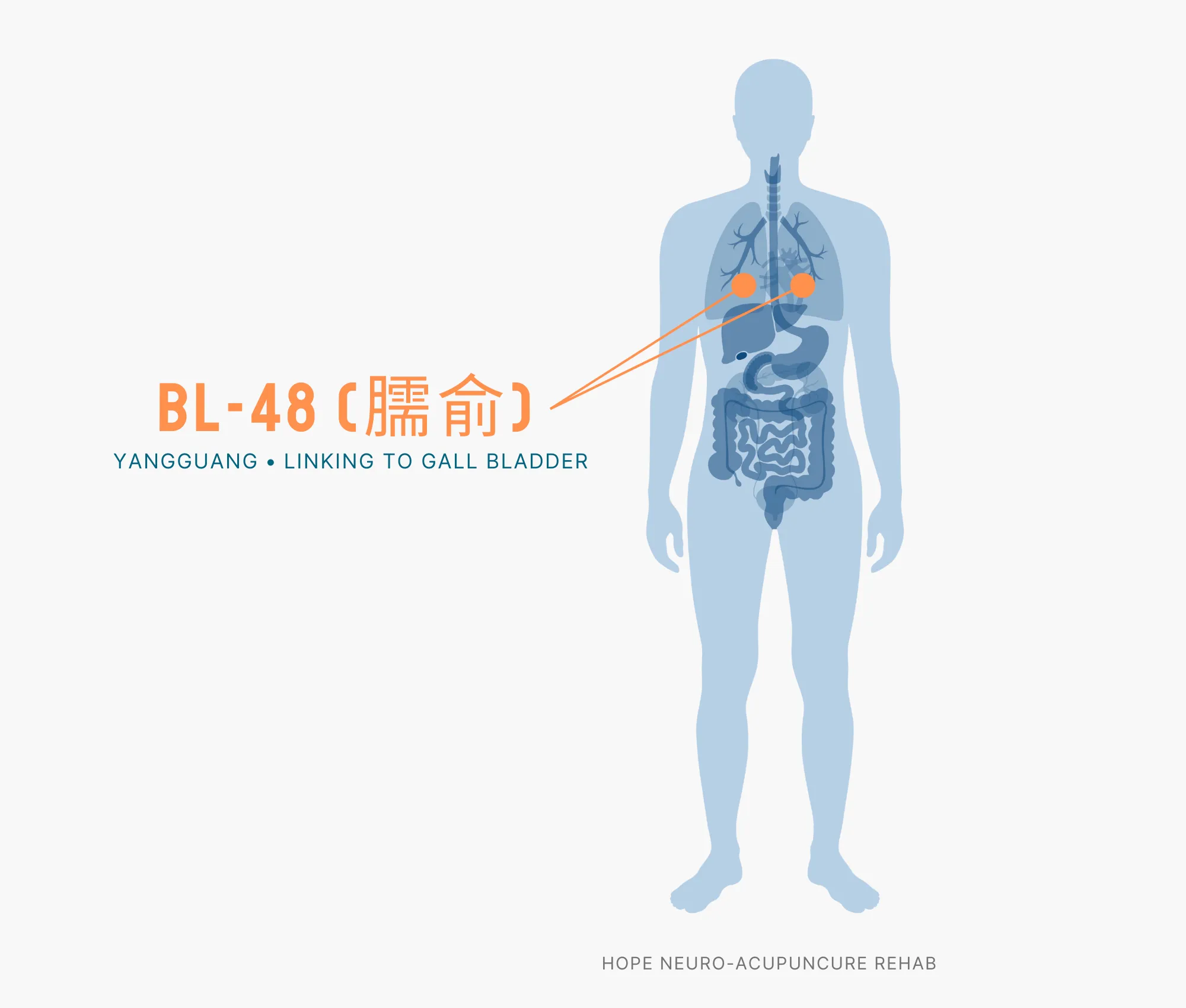 Diagram Showing Where the BL-48 Acupuncture Point (also known as Yangguang or Linking to Gall Bladder) is within the Bladder Meridians