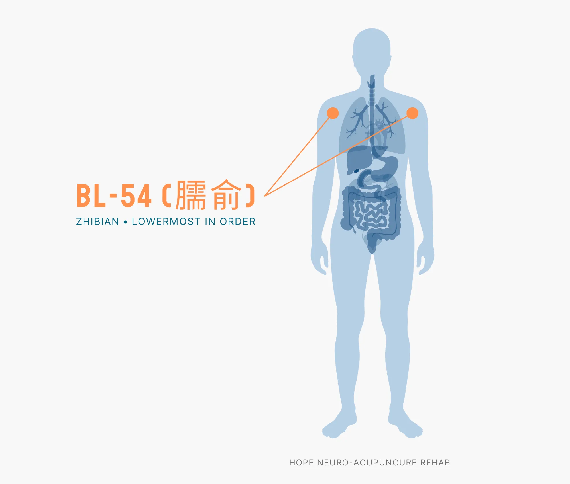 Diagram Showing Where the BL-54 Acupuncture Point (also known as Zhibian or Lowermost in Order) is within the Bladder Meridians