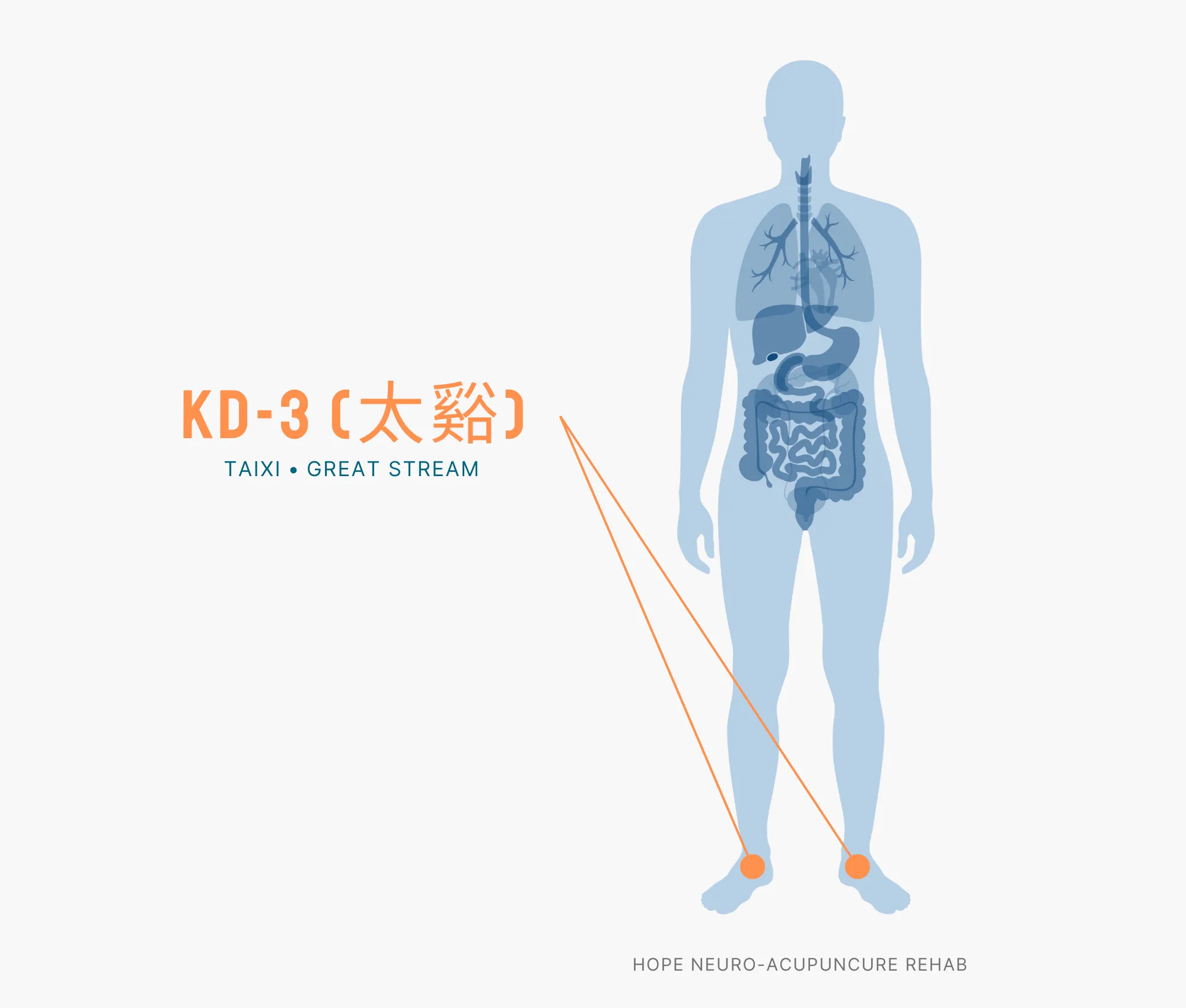 Diagram Showing Where the KD-3 Acupuncture Point (also known as Taixi or Great Stream) is within the Kidney Meridians