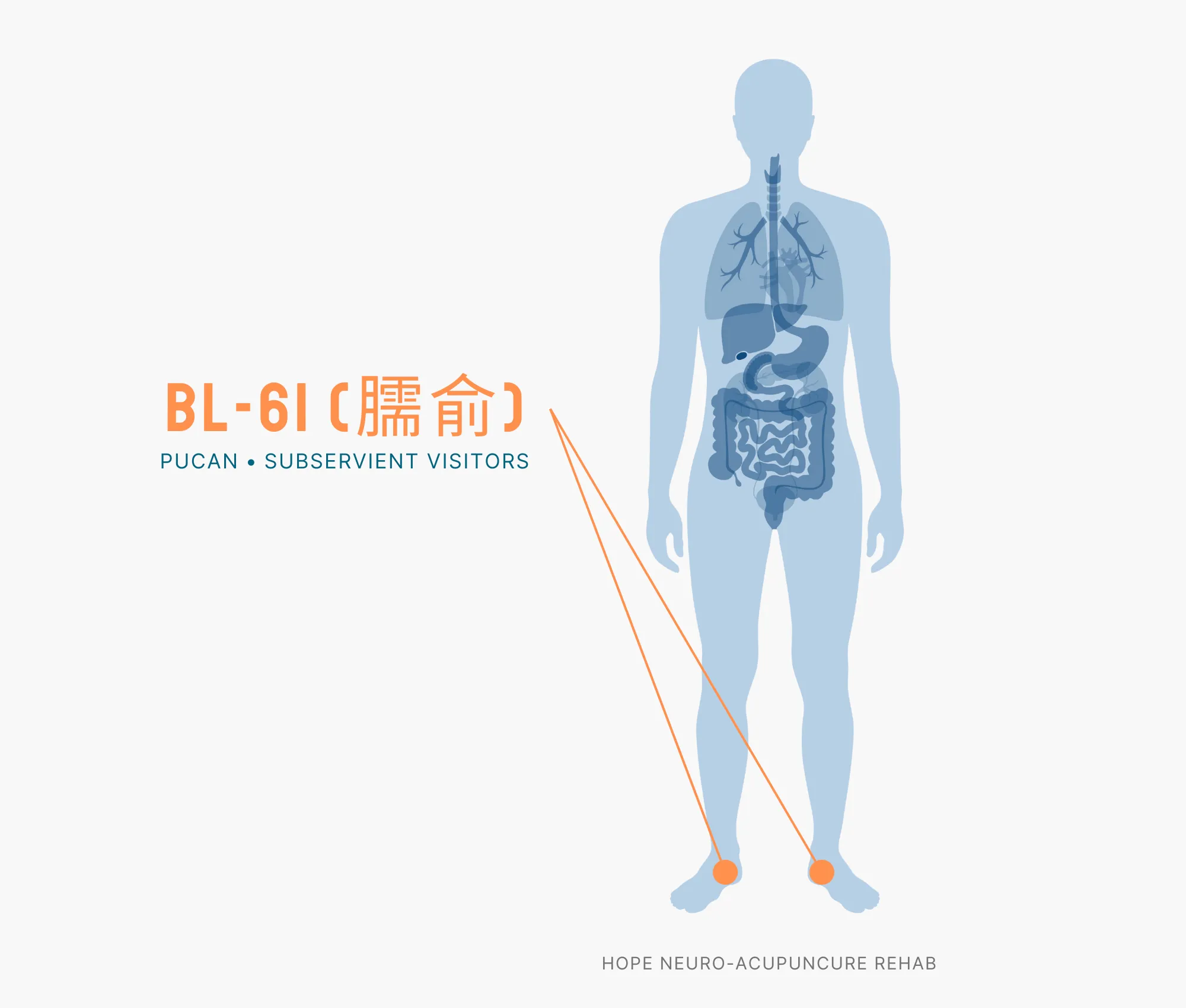 Diagram Showing Where the BL-61 Acupuncture Point (also known as Pucan or Subservient Visitors) is within the Bladder Meridians
