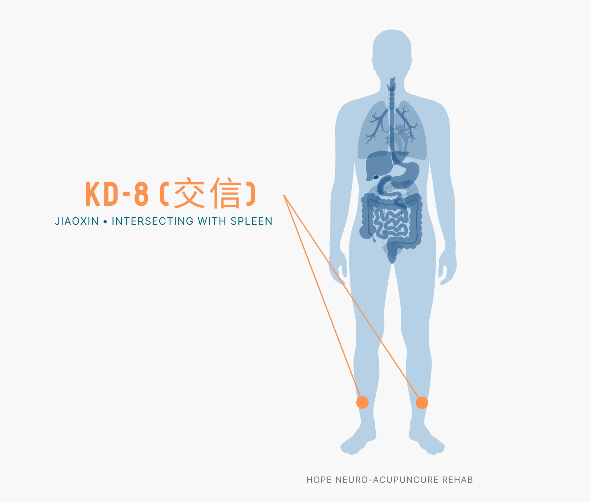 Diagram Showing Where the KD-8 Acupuncture Point (also known as Jiaoxin or Intersecting with Spleen) is within the Kidney Meridians